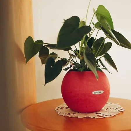 Kaufmann アパート *