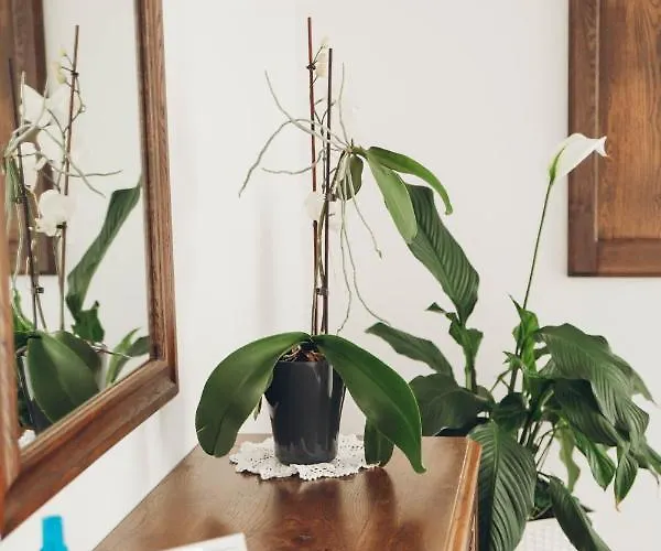 Kaufmann Bernkastel-Kues