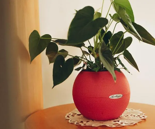 Kaufmann 아파트 *